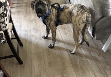 English Mastiff