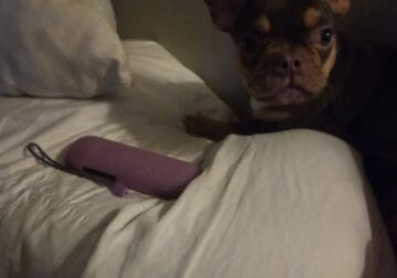 12 week old french bulldog