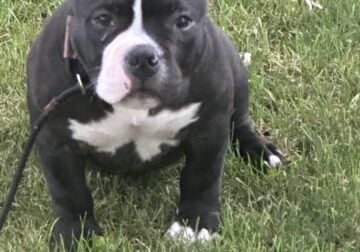 Pocket American Bully