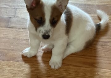 Tiny Tim