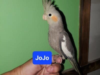 Hand-tame Juvenile Cockatiel
