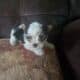 Yorkies