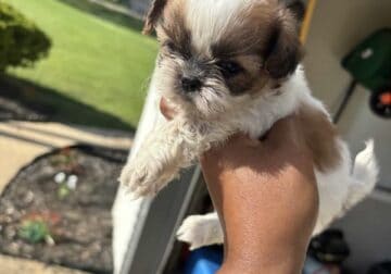 Shih Tzu