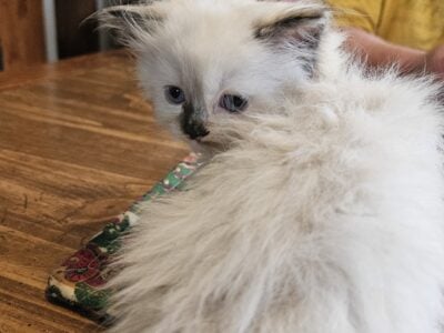 Himalayan Tortie Point