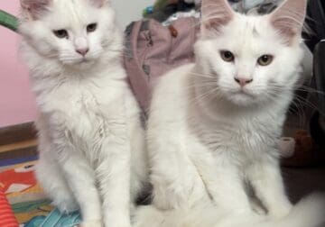 2 Female Purebred Maine Coon’s