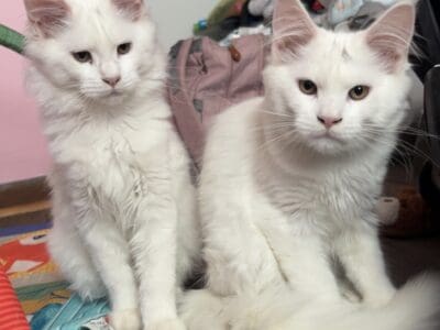 2 Female Purebred Maine Coon’s