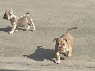American Pocket Bullies