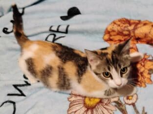 Sweet Calico kitten