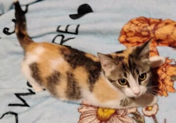 Buffy, Sweet Calico kitten
