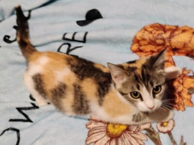 Sweet Calico kitten