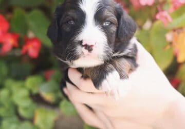 Mocha X Rouge’s Ultra Bernedoodles