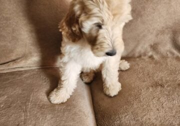 Golden Doodles