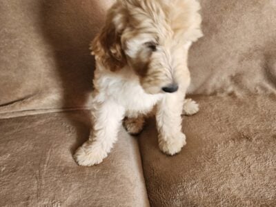 Golden Doodles