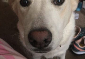 White 1 Year Old Dog In Need Of New Home