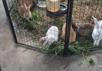 Continental/Flemish Giant Bunnies