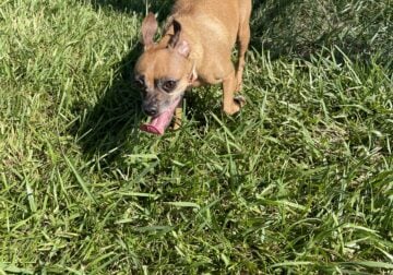 Cocoa – Chihuahua