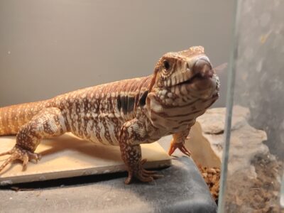 Very Red Het Albino Argentine Tegu