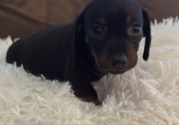 Dachshund pups