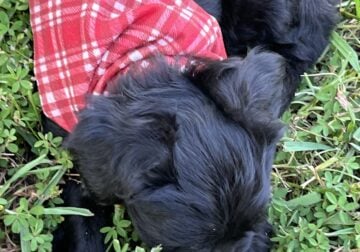 Miniature Aussidoodles