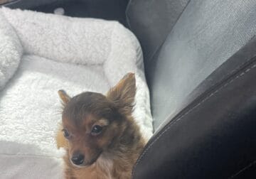 Long hair chihuahua
