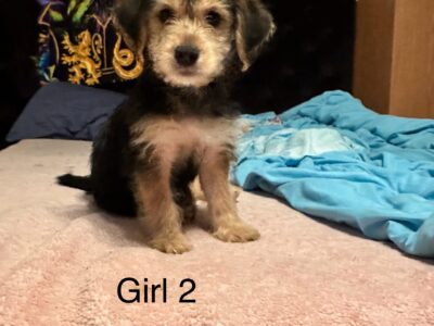 Yorkie mix ready to find forever homes