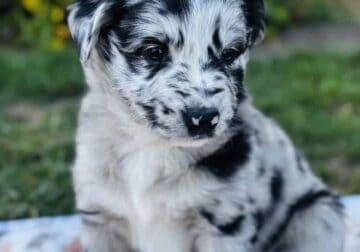 PUPPIES – Australian Shepherds