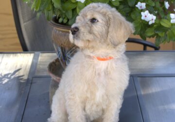 Goldendoodle / Labradoodle puppies