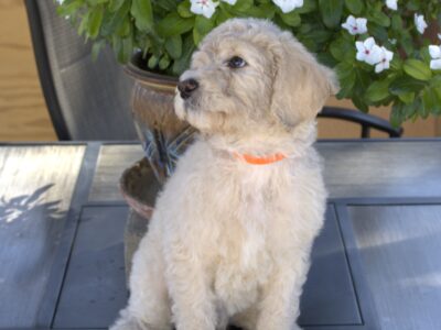 Goldendoodle / Labradoodle puppies
