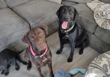 Chocolate female lab