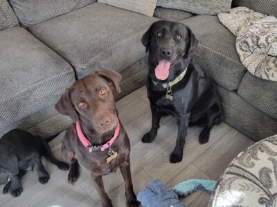 Chocolate female lab