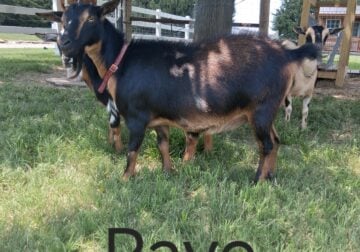Raye