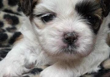 Gold and white Shih-tzu