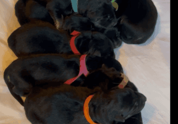 German Shepherd Puppies Black + Tan