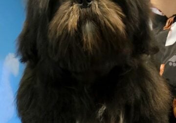 ✨🐾 Sweetheart Shih Tzu Looking for New Home