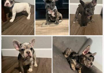 French Bulldog Puppies