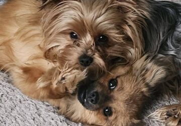 Yorkie & PomChi