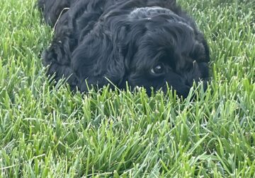 F1B Mini Labradoodle Female Puppies