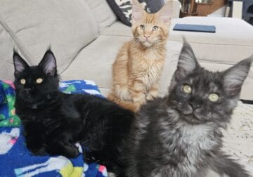 Maine Coon kittens available