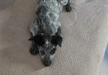 Heeler puppies born may 16, 2025