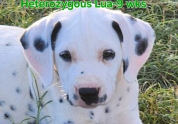 Belle’s Green Lua Boy