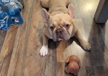 French Bulldog
