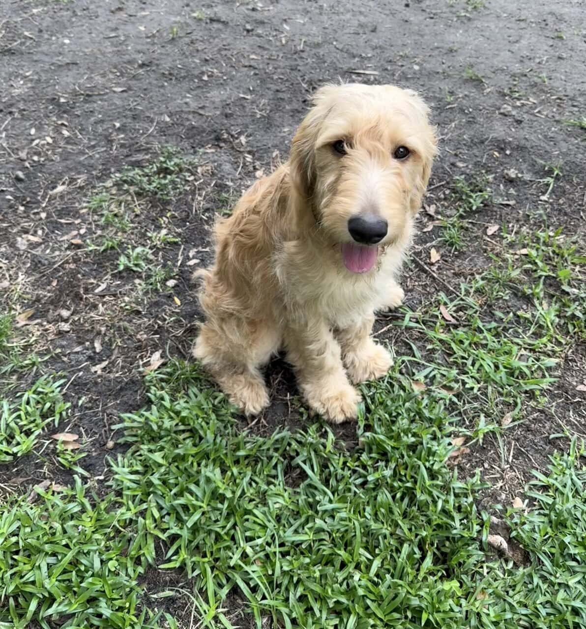 Goldendoodle Puppy - Golden Nugget image 2