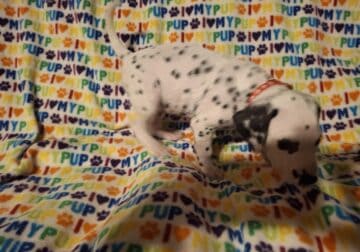 Tuffy. Male Dalmatian