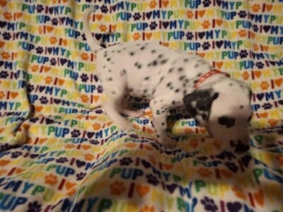 Tuffy. Male Dalmatian