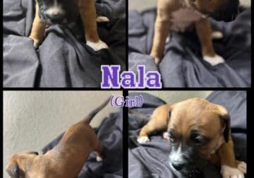 Bandog Mastiff Pups born on 4th of July