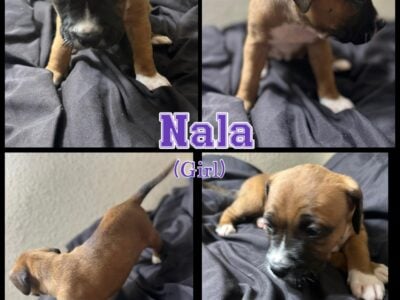Bandog Mastiff Pups born on 4th of July