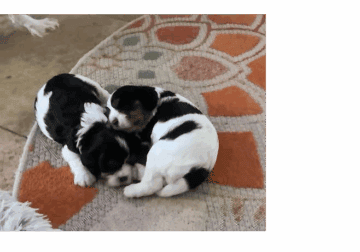 Cavalier King Charles Puppies