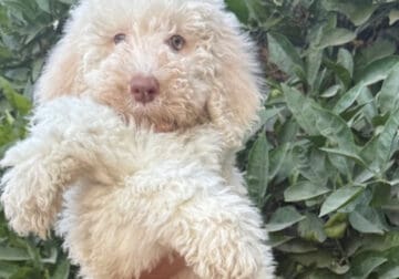 Standard Poodle Puppies