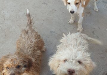 Chihuahua/Maltese mixed puppies
