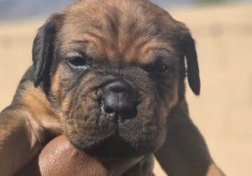 Sweet puppies